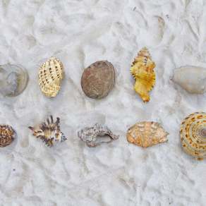 现代贝壳3D模型下载